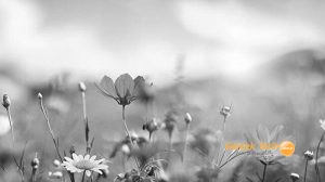 Umuda cemre düşsün…