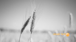 Rusya-Ukrayna savaşının küresel ekonomiye yansımaları