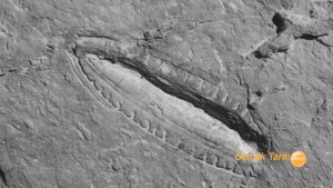 Dünyanın en eski yemeğinin izleri 550 milyon yıllık fosilde çıktı