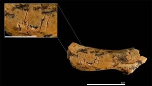 Çocukları böyle yemişler: Kemikler Avrupa’nın yamyamlık tarihini ortaya çıkardı