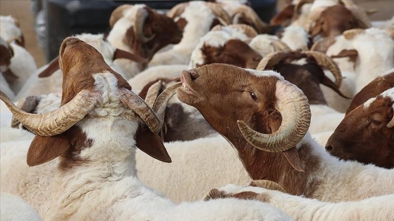 Bayram tatili ne zaman: 9 günlük Kurban Bayramı tatili için geri sayım başladı