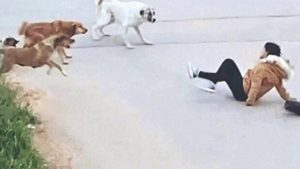 Taha Kılınç’tan başıboş sokak köpekleri için ‘çözüm’ çağrısı: Topluca itlaf edilmeliler