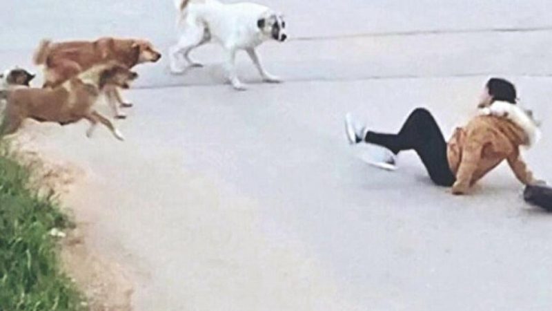 Taha Kılınç’tan başıboş sokak köpekleri için ‘çözüm’ çağrısı: Topluca itlaf edilmeliler