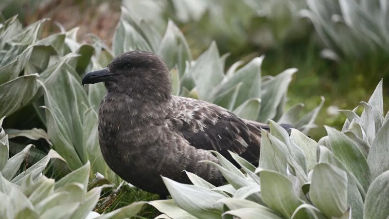 H5N1 tehlikesinde son kale de yıkıldı
