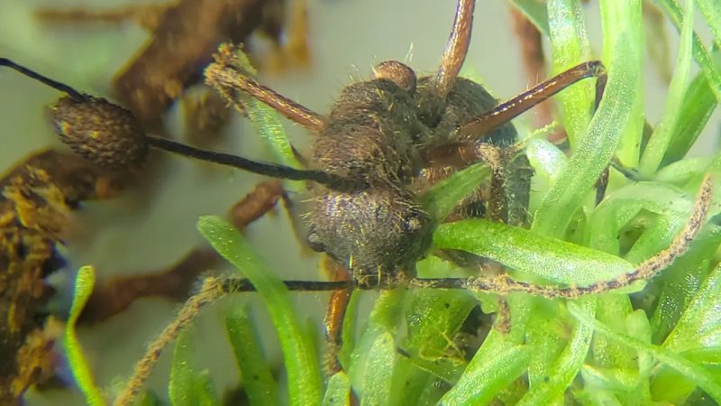 Brezilya’da “Zombi mantarın” gizli sığınağı ortaya çıktı