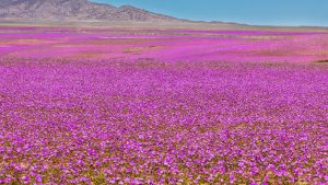 Dünyanın en kurak çöllerinden Atacama Çölü çiçeklerle kaplandı