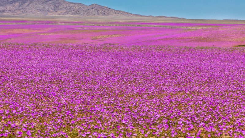 Dünyanın en kurak çöllerinden Atacama Çölü çiçeklerle kaplandı